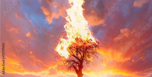 Fototapeta Burning Tree on fire at day with stormy sky