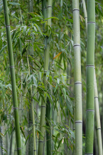 Fototapeta Naklejka Na Ścianę i Meble -  Closeup of green thick bamboo stem in tropical park. Bamboo plants. Rainforest. 