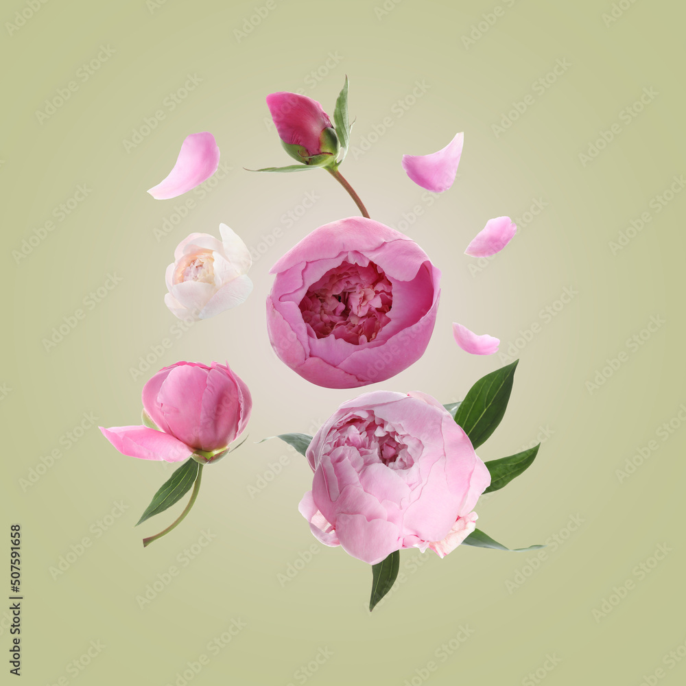 Beautiful peony flowers flying on light background Beautiful peony flowers flying on light background