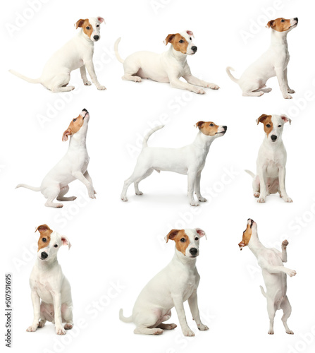 Collage with photos of cute dog on white background © New Africa