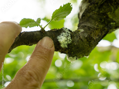 close up of a tree affected by woolly aphid Eriosoma lanigerum photo