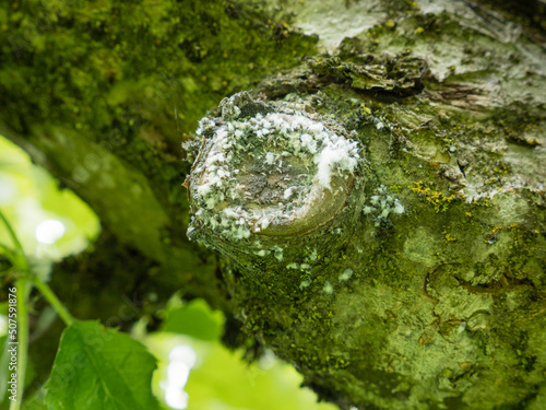 woolly aphid Eriosoma lanigerum a serious apple pest
