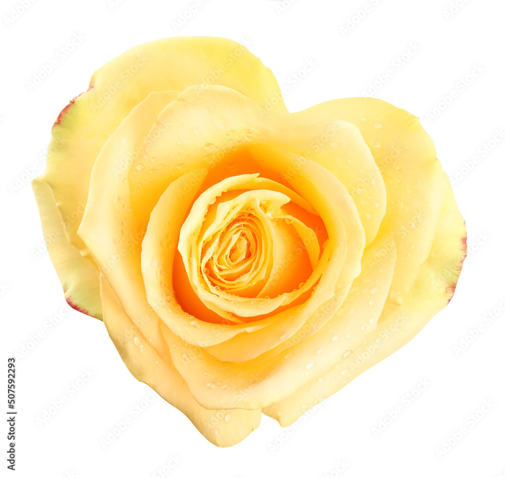 Beautiful yellow rose in shape of heart on white background Beautiful yellow rose in shape of heart on white background
