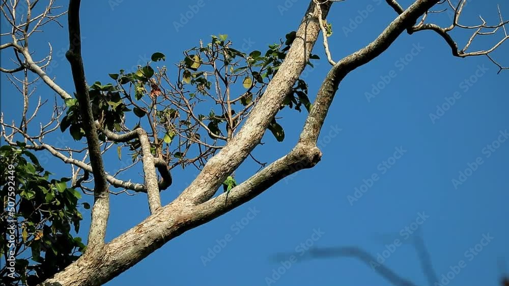 Beautiful Alexandrine Parakeet Couple Mating on the Resin Tree Footage Beautiful Alexandrine Parakeet Couple Mating on the Resin Tree Footage