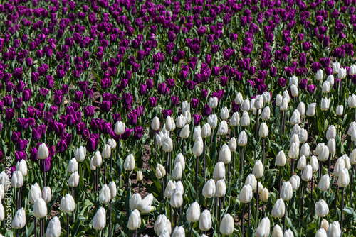 Purple and white tulips