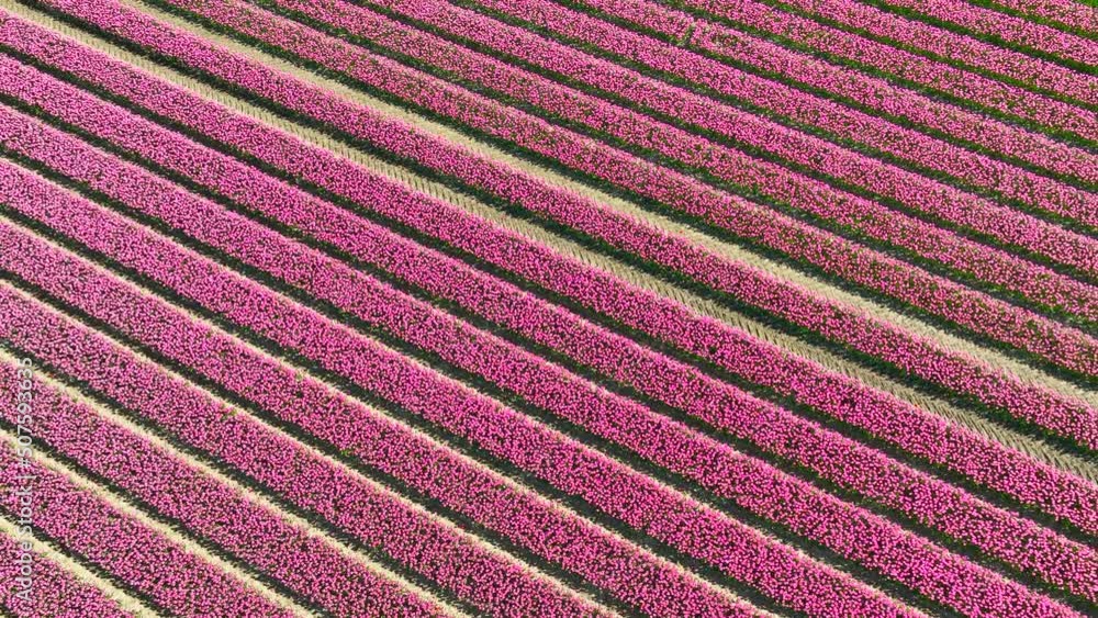 Pink Tulips growing in a field with wind turbines on a levee during a spring day. Drone point of view from above. Pink Tulips growing in a field with wind turbines on a levee during a spring day. Drone point of view from above.