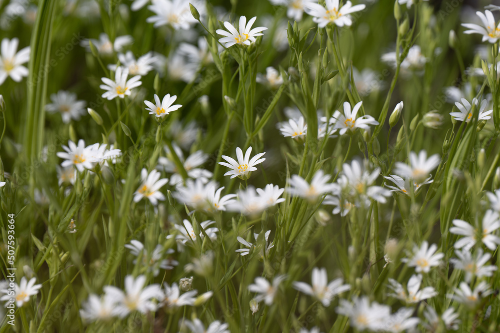 Beautiful white rabelera flowers blooming in spring forest Beautiful white rabelera flowers blooming in spring forest