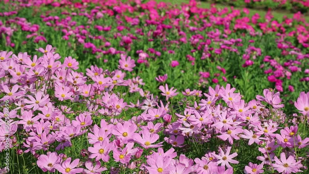 Field of Stunning Pink Cosmos in the Sunlight and Wind Footage Field of Stunning Pink Cosmos in the Sunlight and Wind Footage