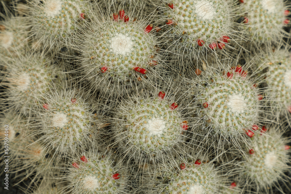cactus in a cactus garden cactus in a cactus garden