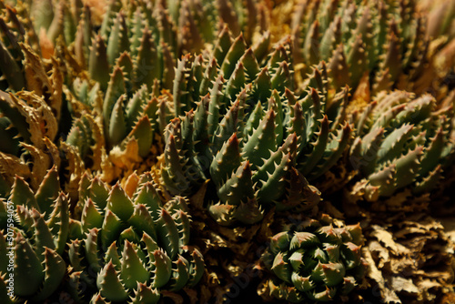cactus in a cactus garden