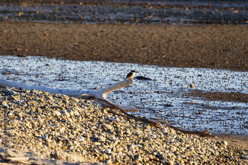 A New Zealand kingfisher is sitting on driftwood waiting for a feed