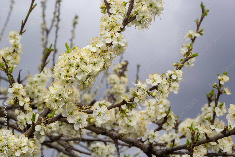 The white plum blossom is the flower representing the early spring