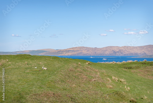 A sheep sitting on a hill on the Island of Kerrera with a calmac Ferry passing a lighthouse on the Island of Lismore in the background photo
