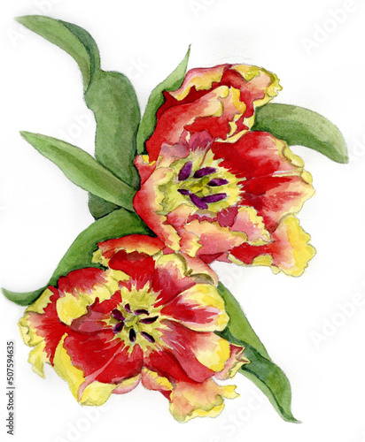 花の絵／チューリップ。花の表情を華やかにかわいく素敵に表現した水彩画です。花好きな一人の作家による作品集です。