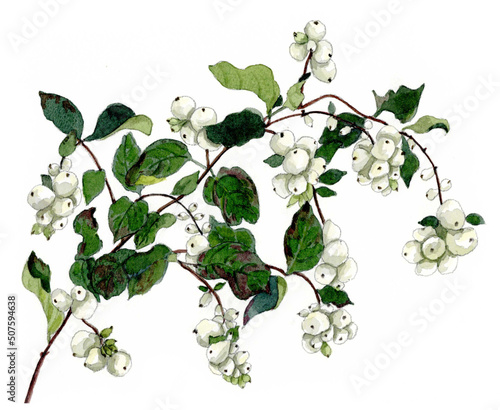 花の絵／せっこうぼく。花の表情を華やかにかわいく素敵に表現した水彩画です。花好きな一人の作家による作品集です。