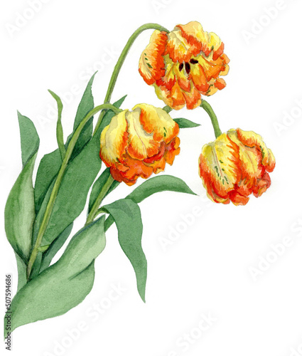 花の絵／チューリップ。花の表情を華やかにかわいく素敵に表現した水彩画です。花好きな一人の作家による作品集です。