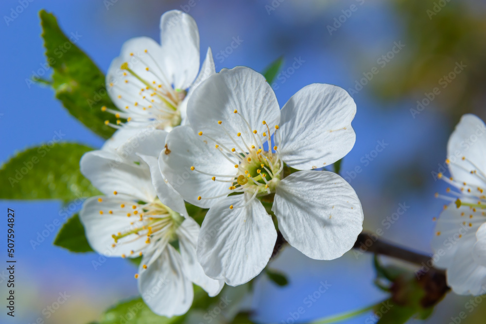 Obraz premium Blooming cherry tree in the spring garden. Close up of white flowers on a tree. Spring background