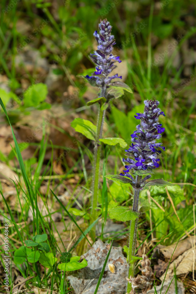 A closeup shot of blue flowers of Ajuga reptans Atropurpurea in spring A closeup shot of blue flowers of Ajuga reptans Atropurpurea in spring