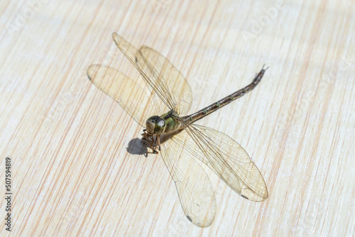 Dragonfly isolated on wooden table. Beneficial insect with a pair of large, multifaceted compound eyes, two pairs of strong, transparent wings and an elongated body.