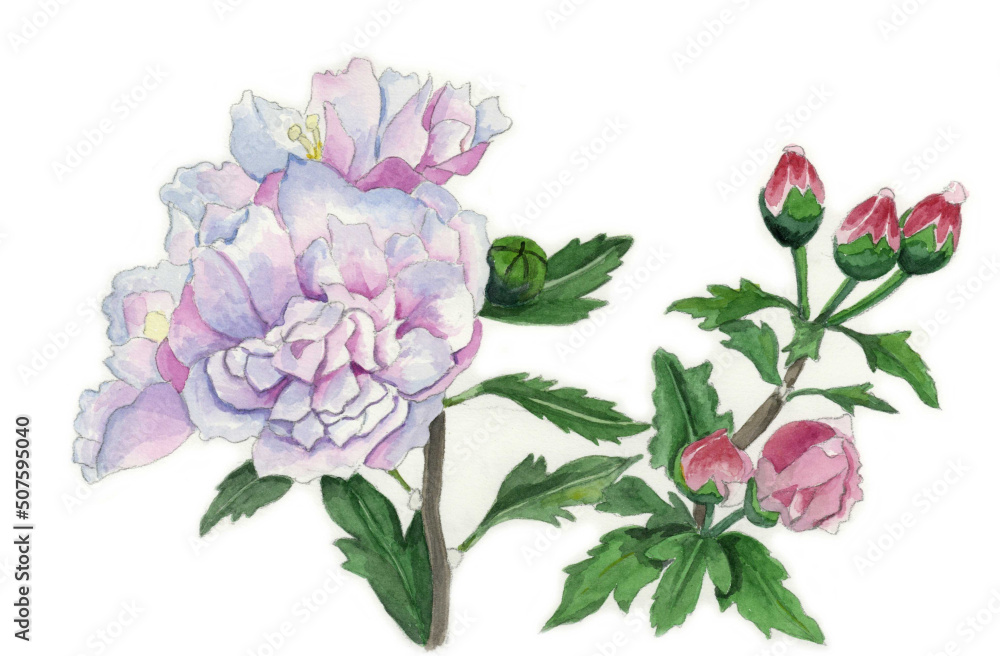 花の絵／タチアオイ。花の表情を華やかにかわいく素直に表現した水彩画です。花好きな一人の作家による作品集です。