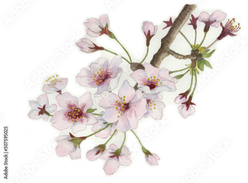 花の絵／サクラ。花の表情を華やかにかわいく素敵に表現した水彩画です。花好きな一人の作家による作品集です。