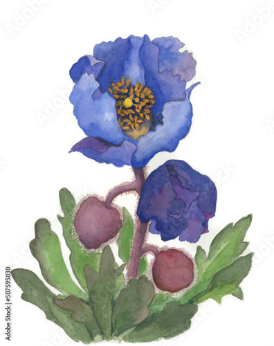 花の絵／ポピー。花の表情を華やかにかわいく素直に表現した水彩画です。花好きな一人の作家による作品集です。