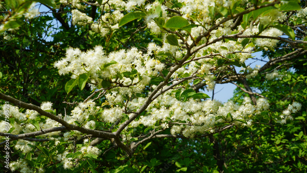 Fototapeta premium En las montañas de verano florecieron flores de madera colorida.