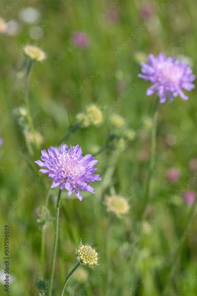 Flower meadow with blooming field scabious (Knautia arvensis). Flower meadow with blooming field scabious (Knautia arvensis).