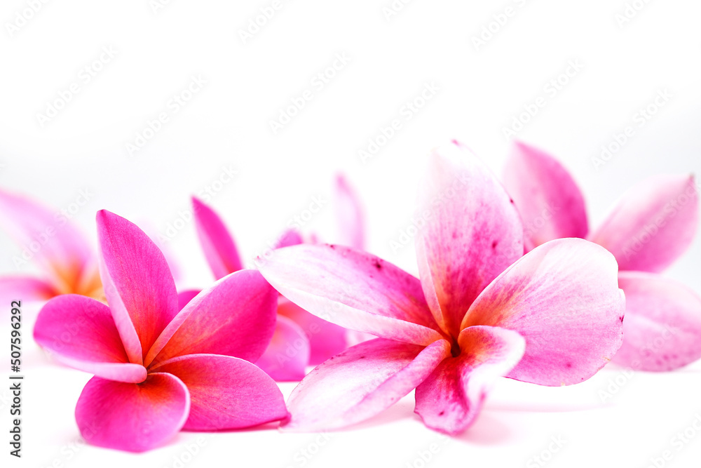 Obraz premium Pink Frangipani Flowers Isolated On White Background.