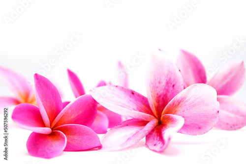 Pink Frangipani Flowers Isolated On White Background.