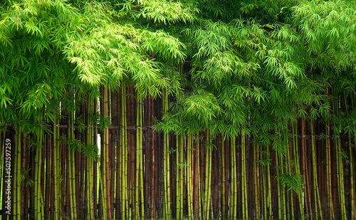 Rows of green bamboo trees background                             