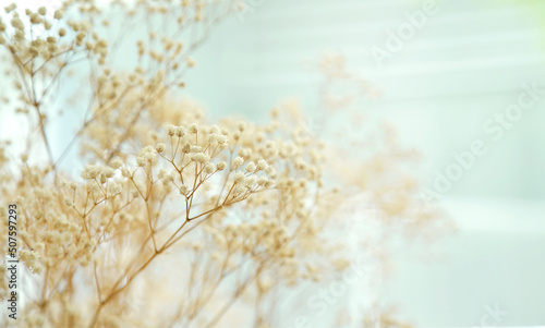 Dried beige tiny gypsophila flower decorate in bright room                                