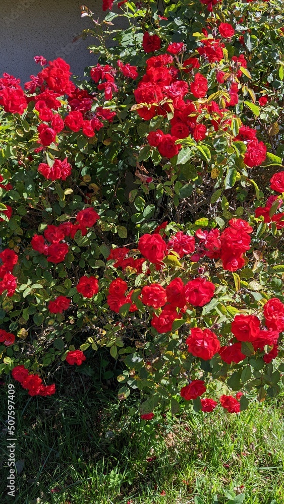 red rose bush