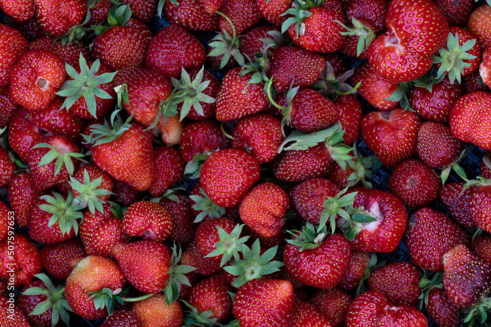Lots of fresh red strawberries in a box after harvesting at an organic strawberry farm. Strawberries are ready for export. The concept of agriculture and ecological fruit growing. Strawberry backgroun Lots of fresh red strawberries in a box after harvesting at an organic strawberry farm. Strawberries are ready for export. The concept of agriculture and ecological fruit growing. Strawberry backgroun