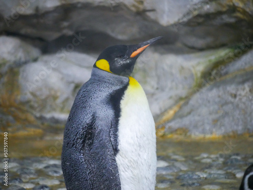 king penguin  Aptenodytes patagonicus  is the second largest species of penguin roaming in mountain rocks