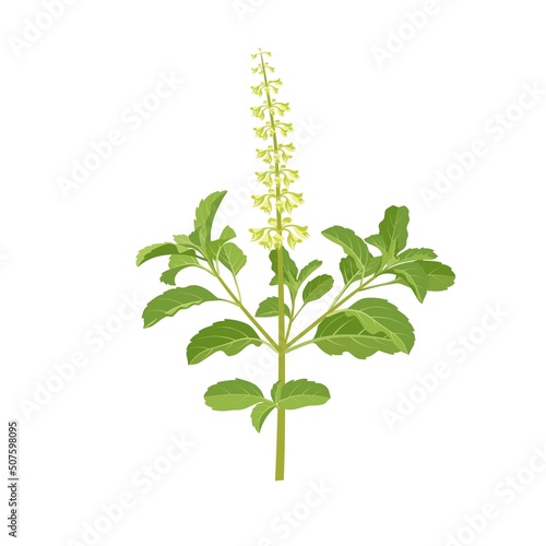 Vector illustration of Ocimum tenuiflorum, known as holy basil or tulsi, isolated on white background.