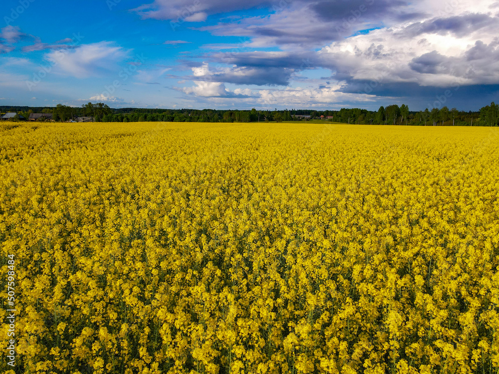 Obraz premium Drone shot from the top of a crop field. Farmers planted crops. Rapeseed fields bloom and grow beautifully