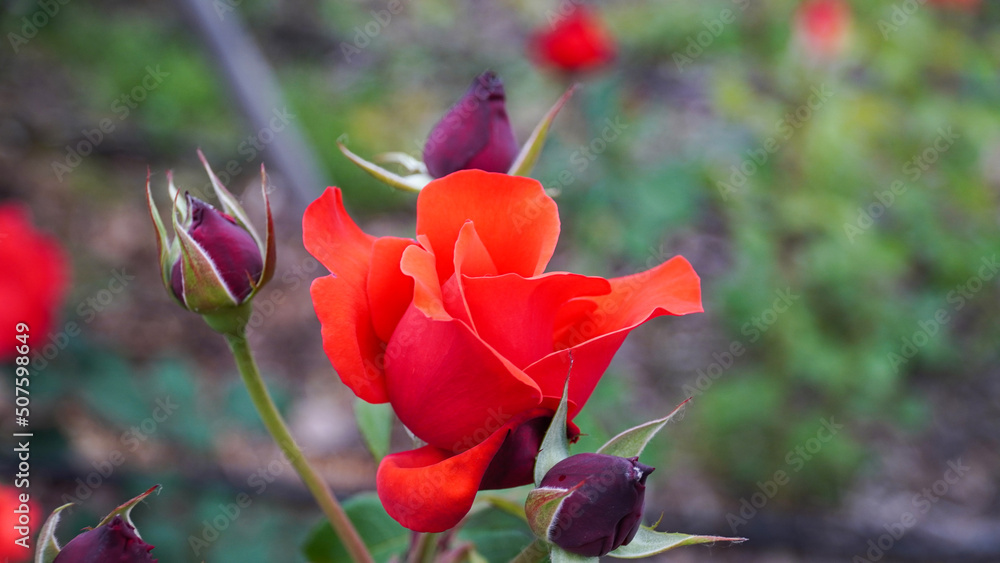 Fototapeta premium Red roses, red roses on a cloudy day, please the mind.