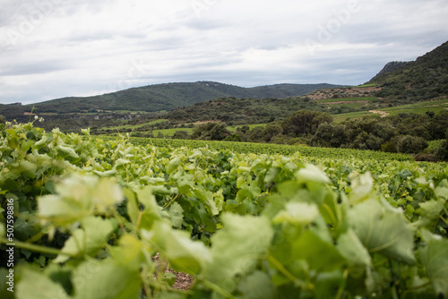 Vineyard South of France