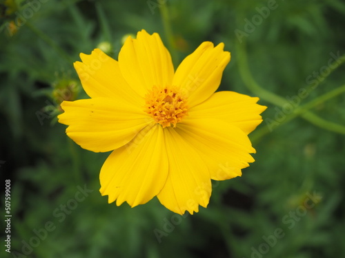 yellow flower in spring