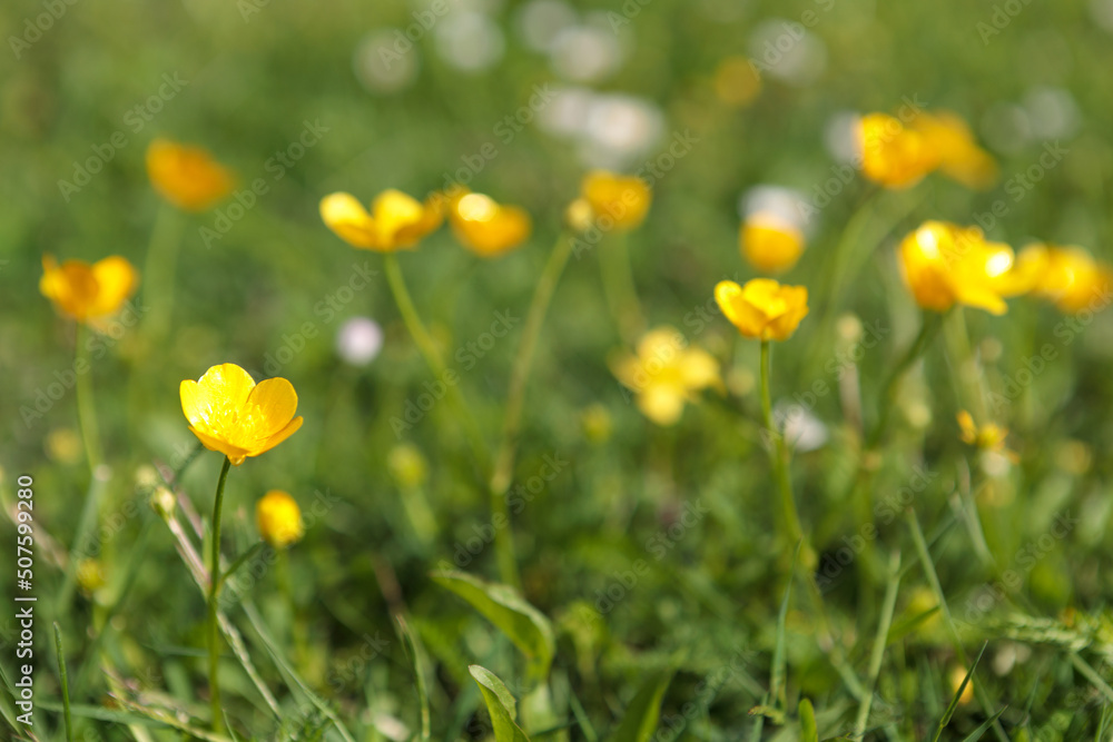 Natur blümen frühling