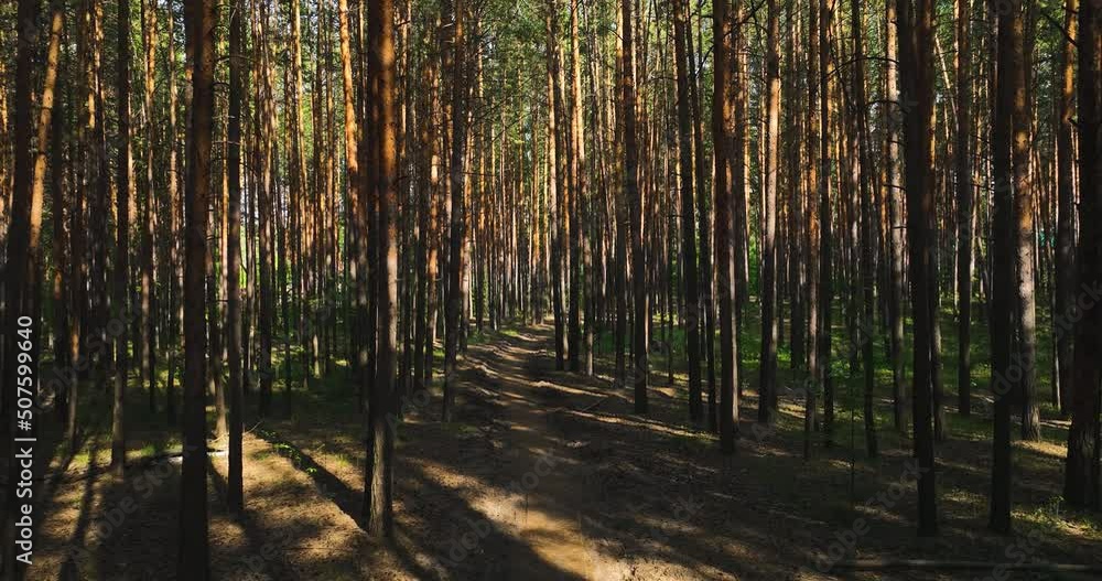 Flight among the pine forest in summer. Pinery. Aerial view
Flight among the pine forest in summer. Pinery. Aerial view