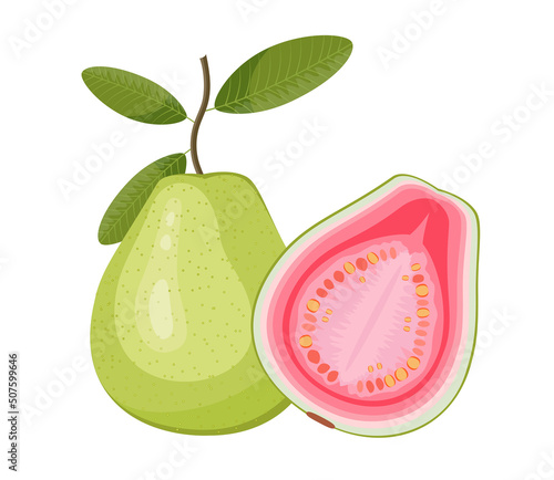 Guava with leaves, flat style vector illustration isolated on white background
