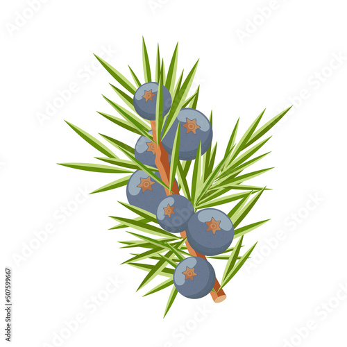 Juniper berry branch, vector illustration in flat style on white background