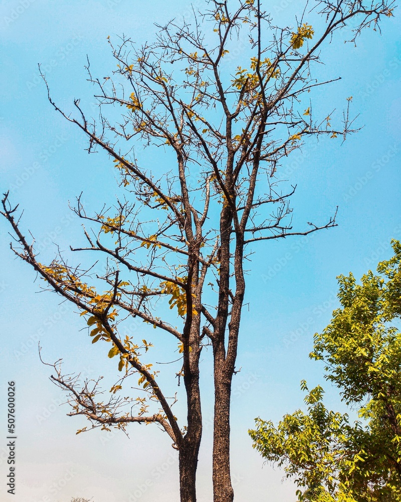 Fototapeta premium tree and sky nature 