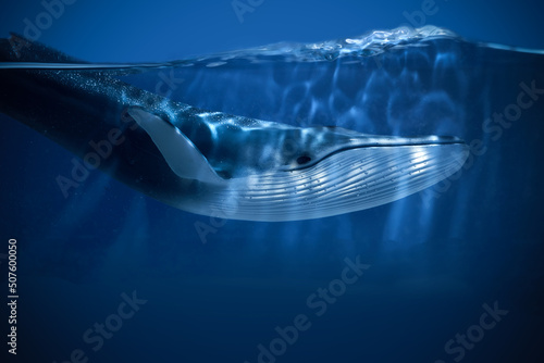 World oceans day. The blue whale swimming near a surface with a view of the blue sky. photo