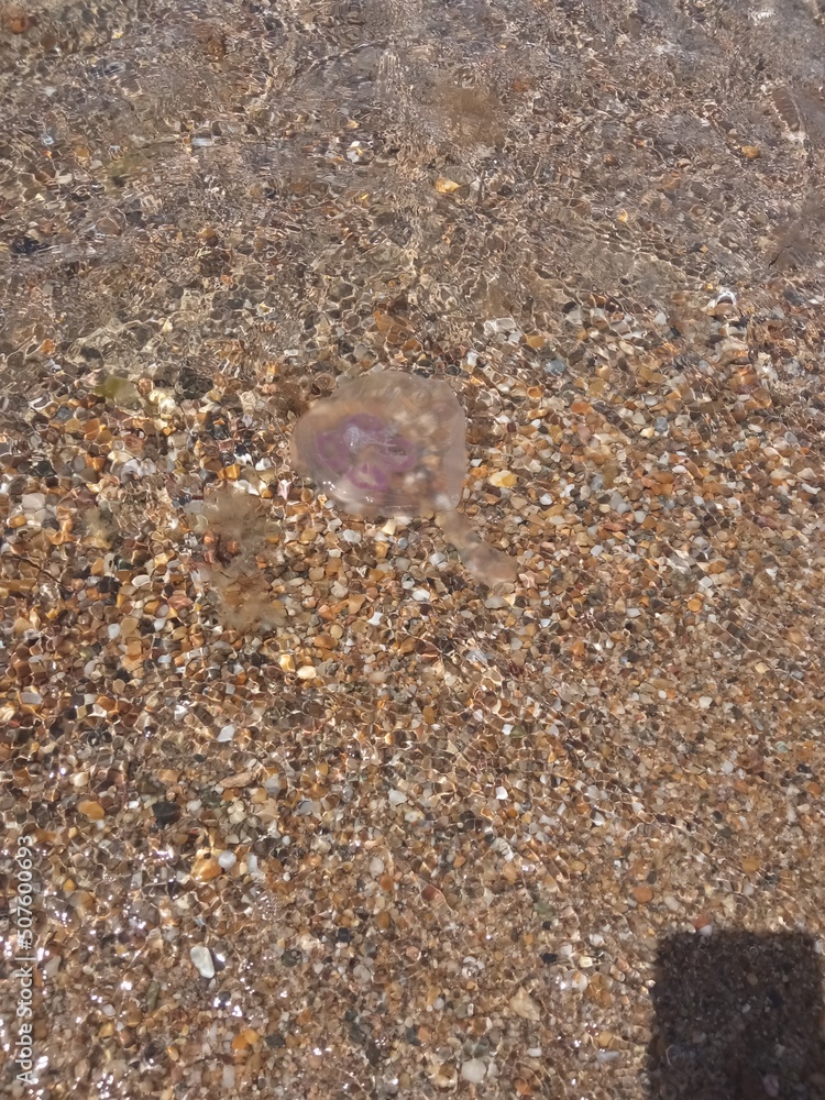 stones on the beach and jellyfish stones on the beach and jellyfish