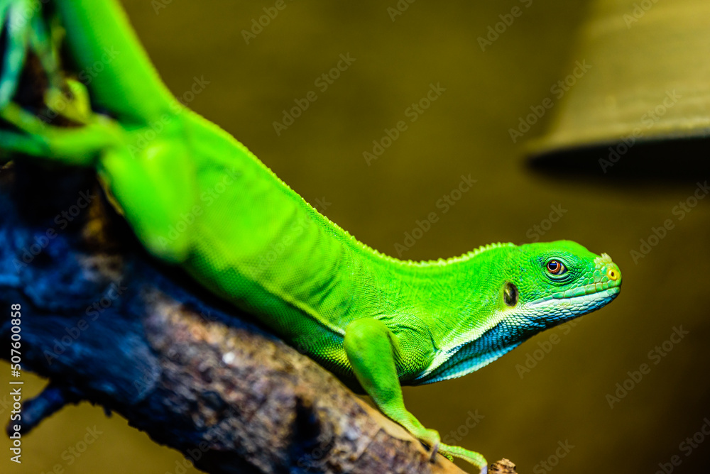 Fototapeta premium Brachylophus fasciatus, the Lau banded iguana, is an arboreal species of lizard endemic to the Lau Islands of the eastern part of the Fijian archipelago.