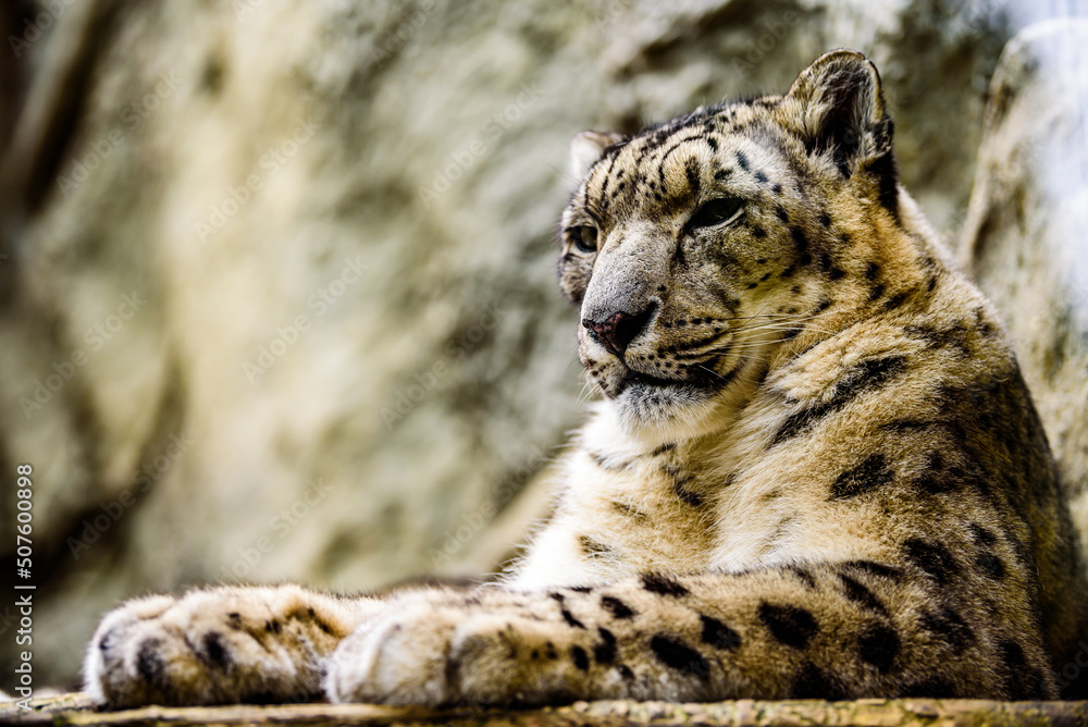 A closeup portrait of The snow leopard (Panthera uncia).