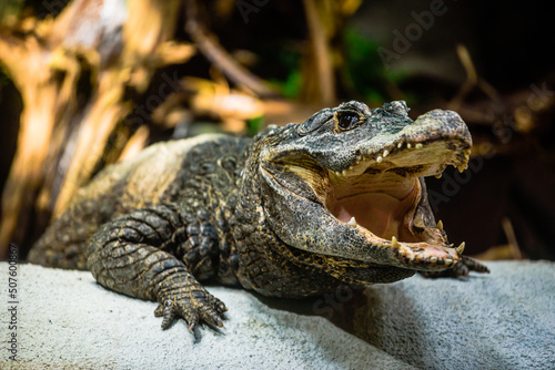 The dwarf crocodile (Osteolaemus tetraspis), also known as the African dwarf crocodile.